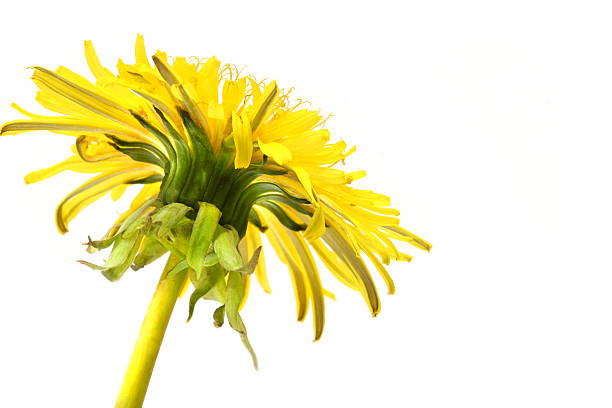 Close-up detail of a dandelion stock photo