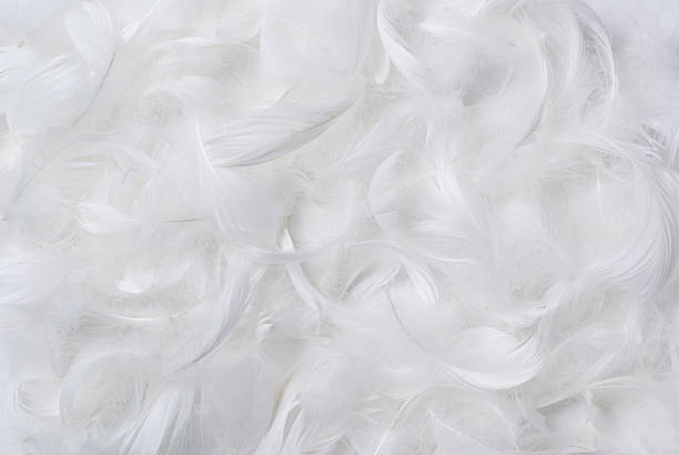 istock Illustration of seamless white feathers background 89329223