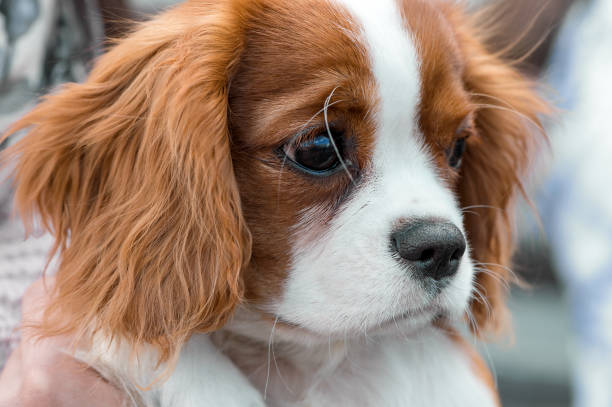 istock Cavalier King Charles Spaniel  puppy portrait close-up 893294118