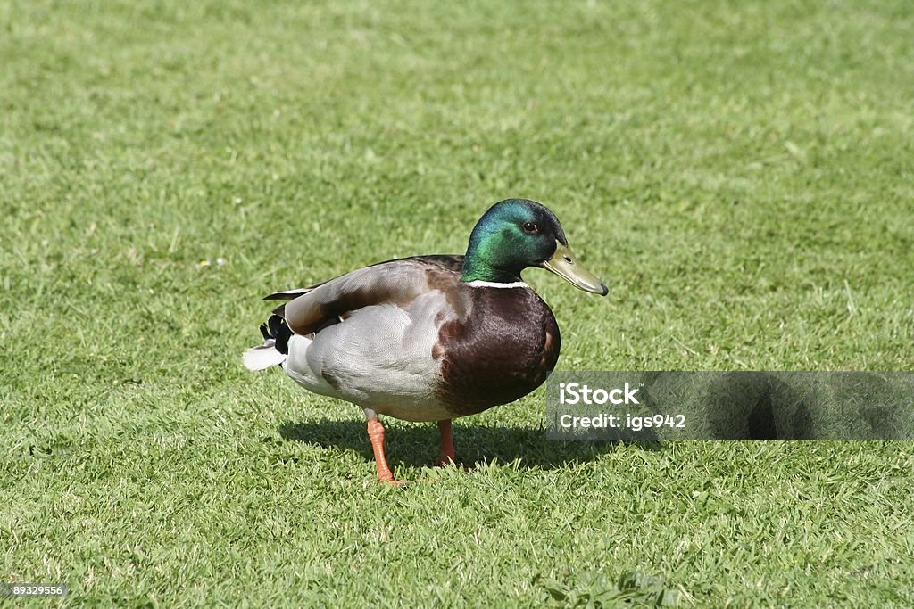 Mallard Drake - Royalty-free Bico Foto de stock