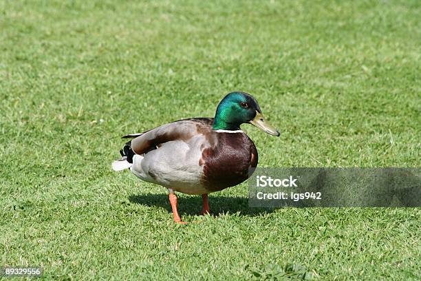 Mallard Drake - Fotografias de stock e mais imagens de Bico - Bico, Oxford - Michigan, Oxford - Oxfordshire