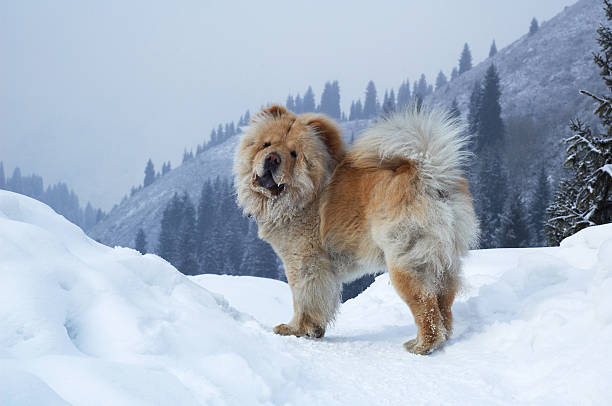 chow-chow chow hund im winter berge - chow stock-fotos und bilder