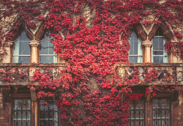 istock Colorful leaves in autumn on a house wall 893302324