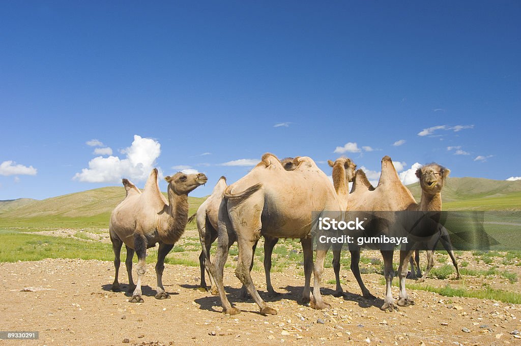 camels - Royalty-free Camelo Foto de stock
