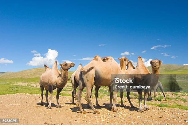 Camels - Fotografias de stock e mais imagens de Camelo - Camelo, Caravana de Camelo, Deserto de Gobi