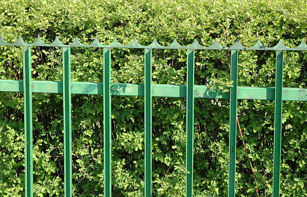 istock Green fence and hedge 89330448