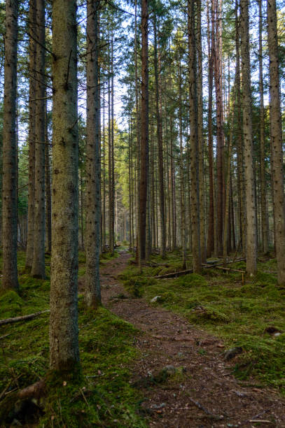 istock clear morning in the woods. spruce and pine tree forest with trunks in summer 893304606