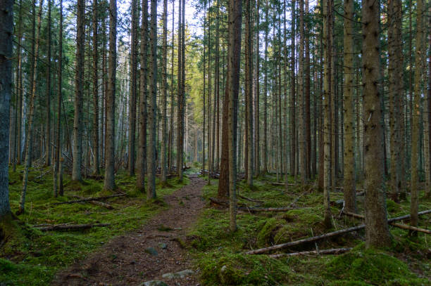 istock clear morning in the woods. spruce and pine tree forest with trunks in summer 893304616
