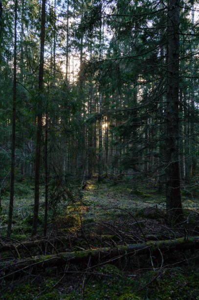 istock clear morning in the woods. spruce and pine tree forest with trunks in summer 893304630