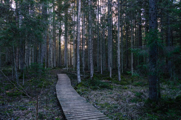 istock clear morning in the woods. spruce and pine tree forest with trunks in summer 893304660