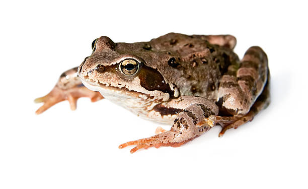 frog (isolated, clipping path) stock photo