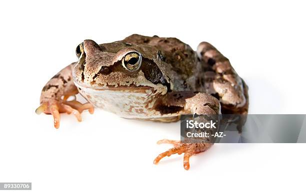 Rana Aislado Trazado De Recorte Foto de stock y más banco de imágenes de Anfibio - Anfibio, Animal, Color - Tipo de imagen