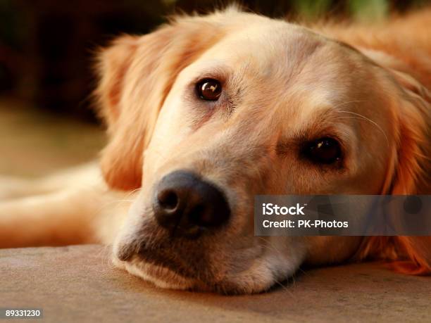 Golden Retriever Retrato - Fotografias de stock e mais imagens de Amizade - Amizade, Animal, Animal Doméstico