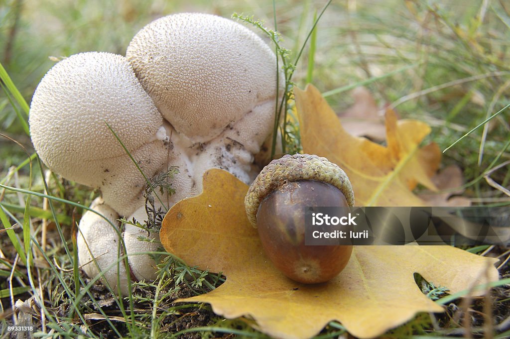 Champignons et acorn - Photo de Agriculture libre de droits