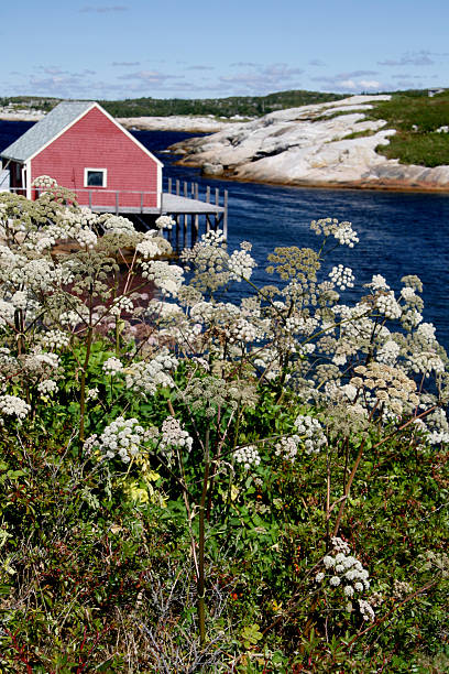 Wildflowers in a Cove stock photo