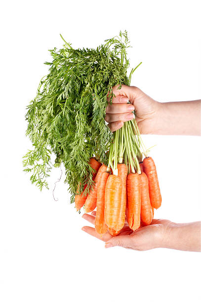 istock Holding a bunch of carrots 89331526