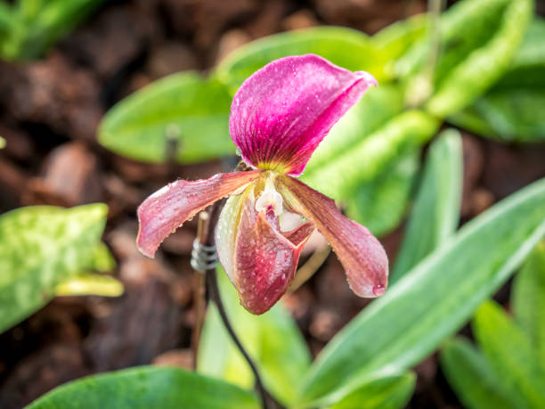 istock Lady Slipper Orchid Paphiopedilum 893317914