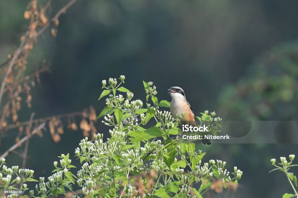 때 긴 꼬리 까치 노래와 지점에 앉아 Grey-backed Shrike에 대한 스톡 사진 및 기타 이미지 - Grey ...