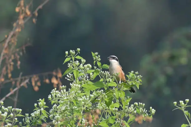 The long-tailed shrike or rufous-backed shrike (Lanius schach) is a member of the bird family Laniidae, the shrikes. They are found widely distributed across Asia and there are variations in plumage across the range. The species ranges across much of Asia, both on the mainland and the eastern archipelagos. The eastern or Himalayan subspecies, L. s. tricolor, is sometimes called the black-headed shrike. Although there are considerable differences in plumage among the subspecies, they all have a long and narrow black tail, have a black mask and forehead, rufous rump and flanks and a small white patch on the shoulder. It is considered to form a superspecies with the grey-backed shrike (Lanius tephronotus) which breeds on the Tibetan Plateau