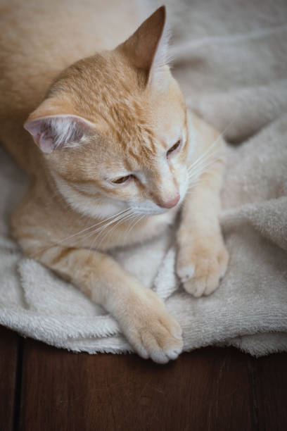 istock A sickness yellow cat sitting on wooden floor 893318334