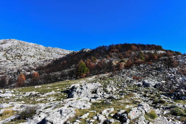 istock Dry trees after the forest fore in the mountain 893321260