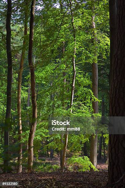 Gemischte Forest Stockfoto und mehr Bilder von Ast - Pflanzenbestandteil - Ast - Pflanzenbestandteil, Baum, Baumbestand