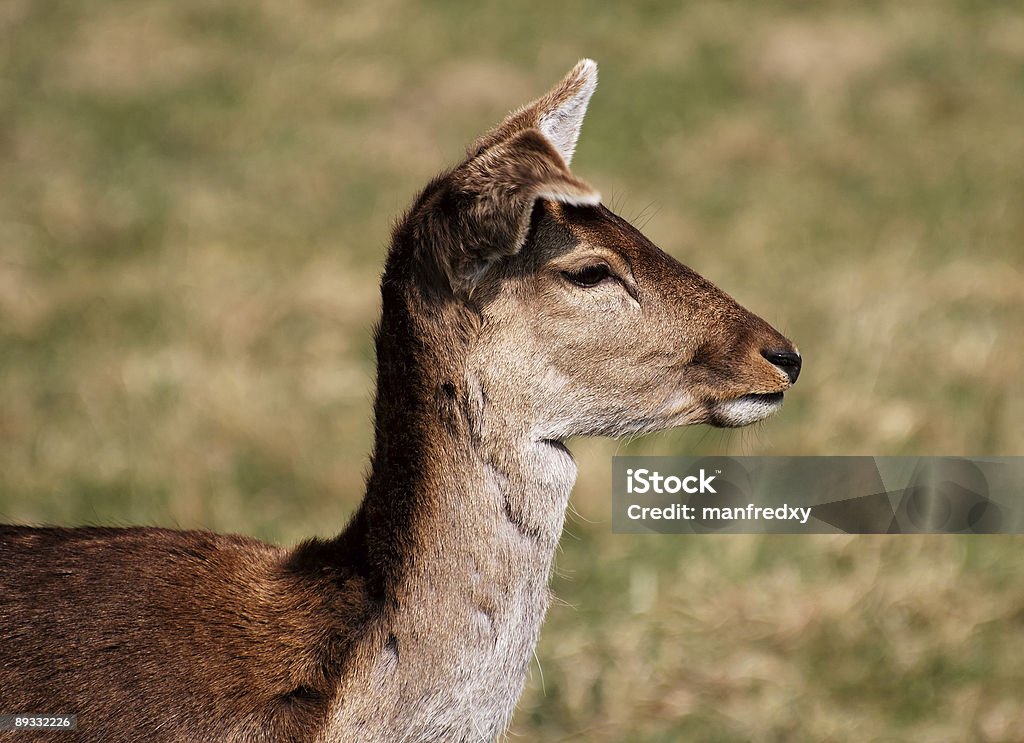 Deer Porträt - Lizenzfrei Braun Stock-Foto
