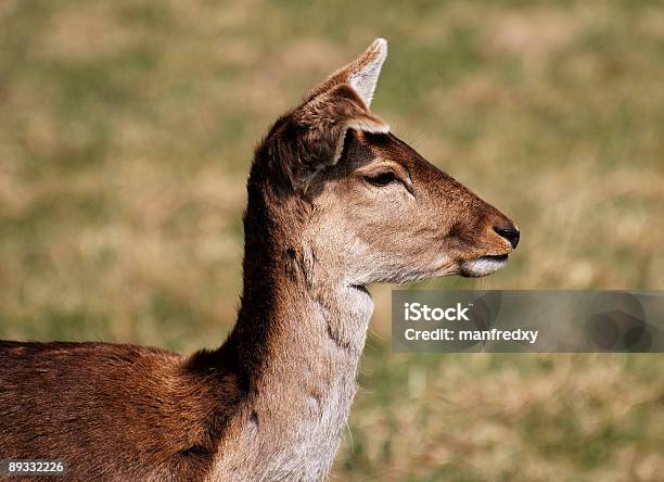 Deer Porträt Stockfoto und mehr Bilder von Braun - Braun, Einzelnes Tier, Farbbild