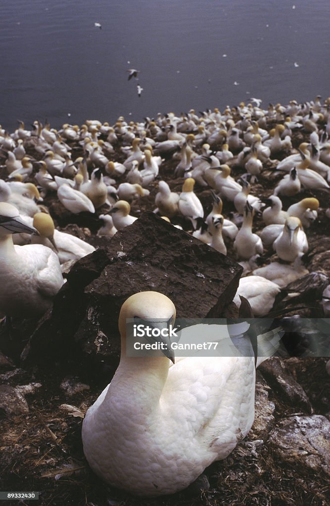 Tölpelkolonie, Bass Rock, Schottland - Lizenzfrei Aquatisches Lebewesen Stock-Foto