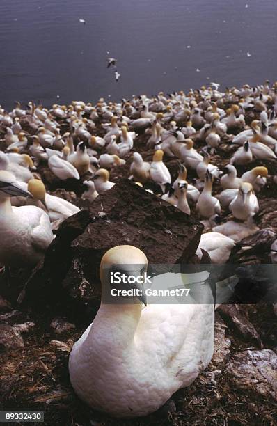 Tölpelkolonie Bass Rock Schottland Stockfoto und mehr Bilder von Aquatisches Lebewesen - Aquatisches Lebewesen, Bass Rock, Basstölpel