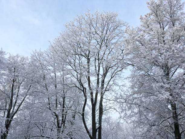 crowns of trees covered by snow against blue sky. winter landscape.