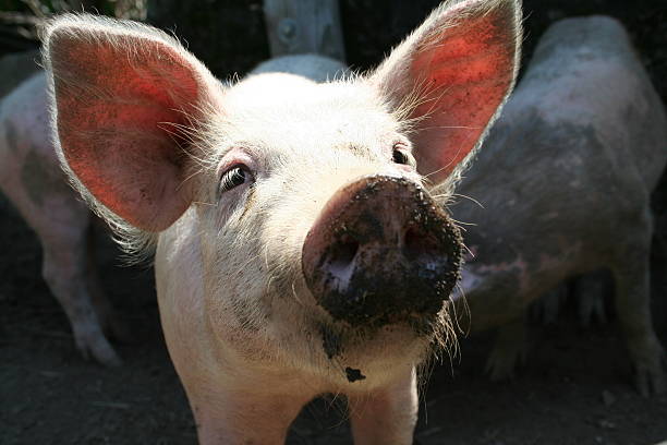 istock Big nose of a pink pig 89332531