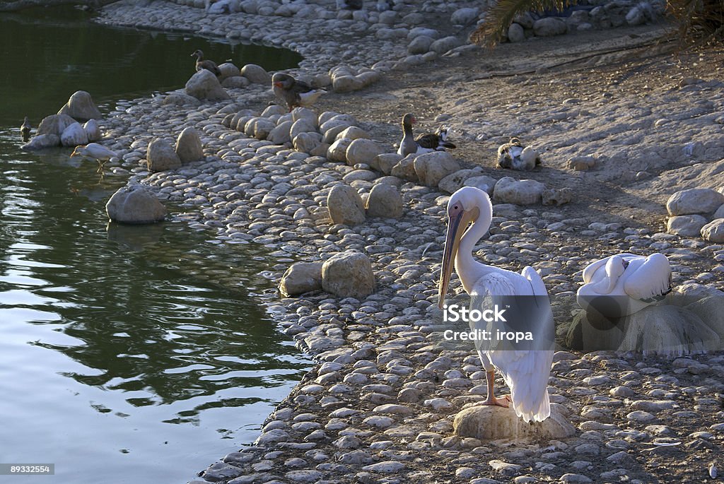 pelican - Foto de stock de Agua libre de derechos