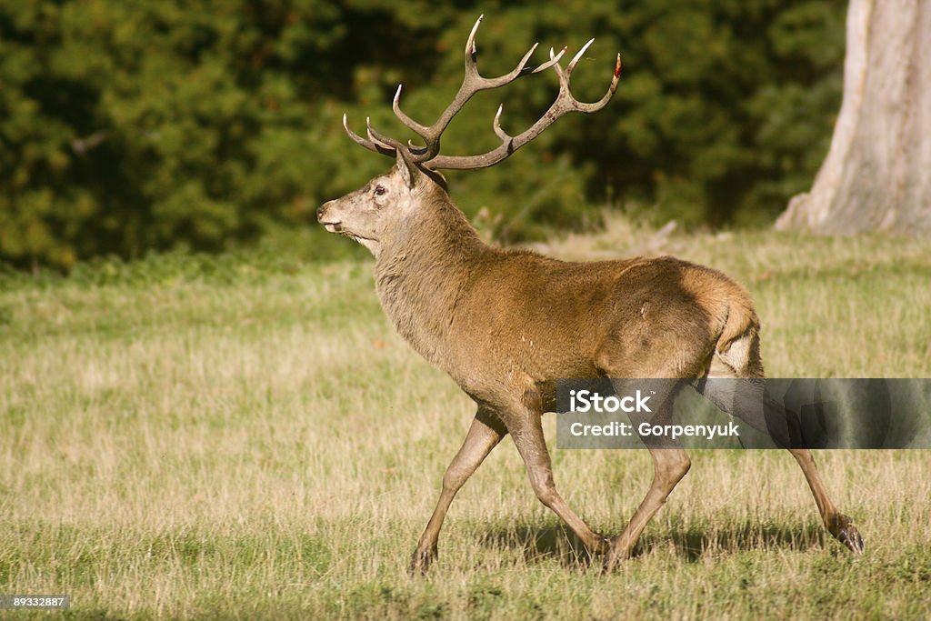 Deer in the autumn forest  Animal Stock Photo