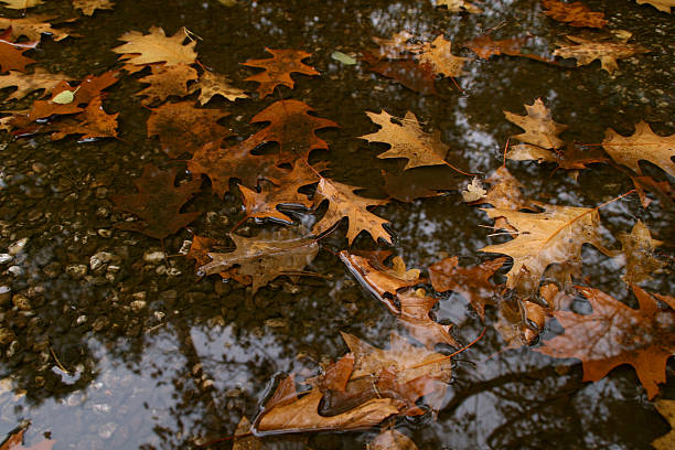 Leaves in a puddle stock photo