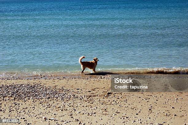 Hund Würde Leben Stockfoto und mehr Bilder von Hund - Hund, Muschelgehäuse, Strand