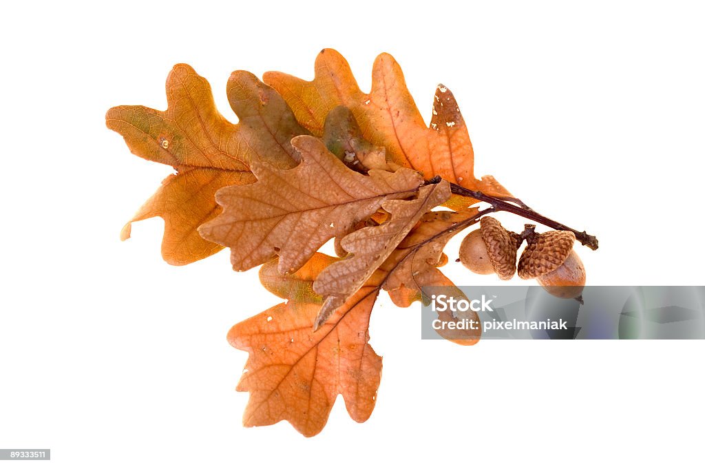 Autumn leafs - まぶしいのロイヤリティフリーストックフォト
