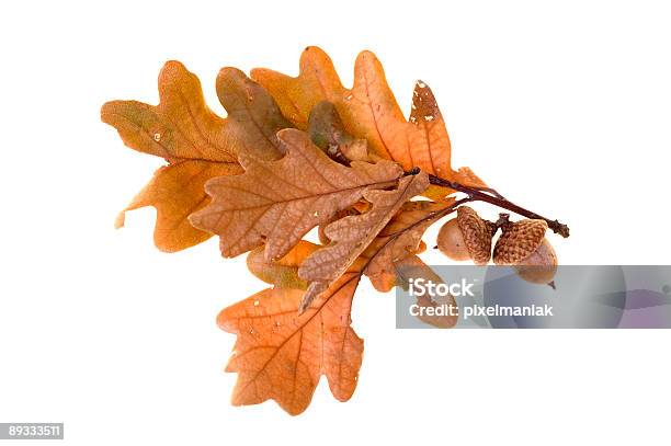 Autumn Leafs - まぶしいのストックフォトや画像を多数ご用意 - まぶしい, カットアウト, カラフル