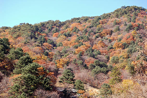 autumn foliage in the mountains stock photo