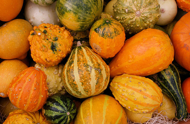 istock Collection of Colorful Fall Gourds 89333599