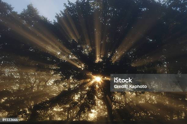 Rays Stock Photo - Download Image Now - Color Image, Fog, Forest