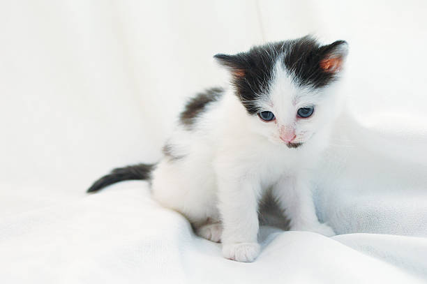 Blue-eyed kitty stock photo