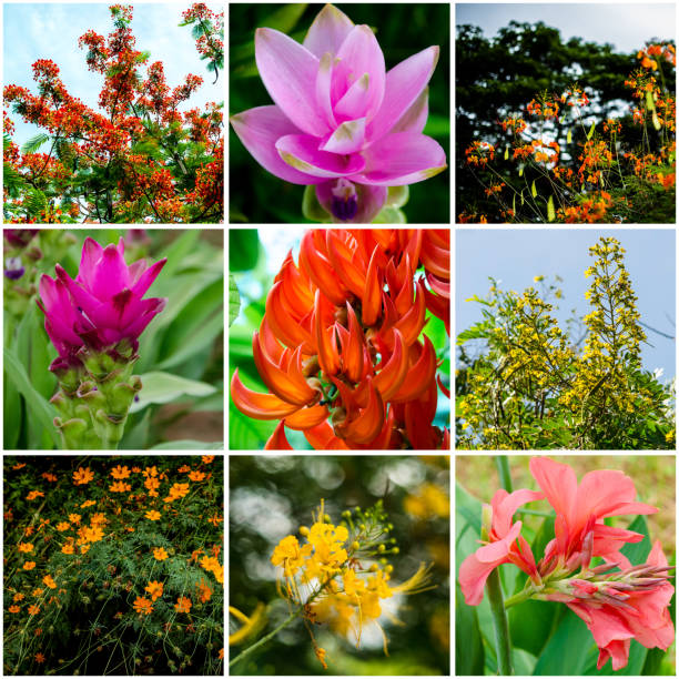 istock Nice vibrant flower color in nature collage 893338852