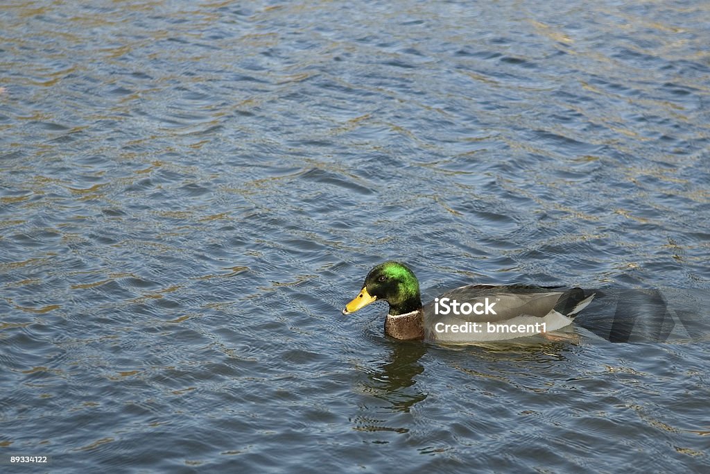 Golden Mallard durante hora - Royalty-free Animal selvagem Foto de stock