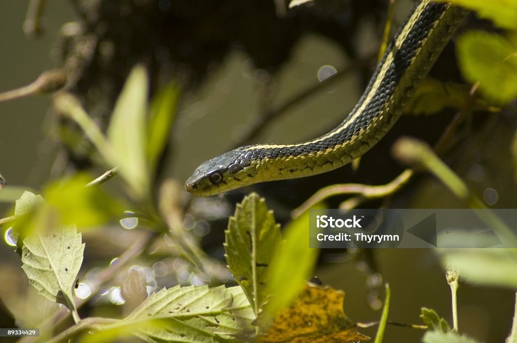Зеленый сад Snake - Стоковые фото Без людей роялти-фри