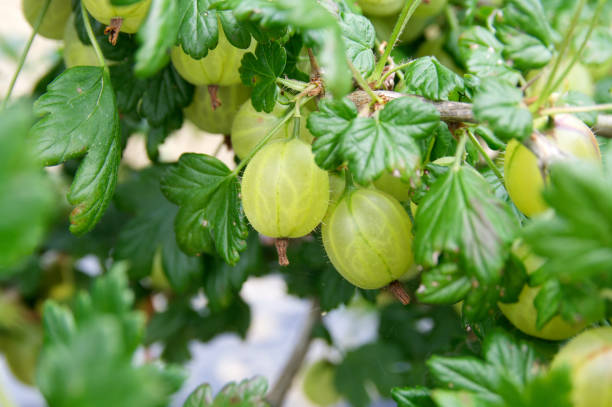 gooseberries a vite. - gooseberry fruit growth green foto e immagini stock
