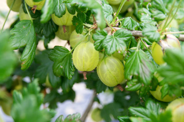 Gooseberries on the vine...  gooseberry stock pictures, royalty-free photos & images