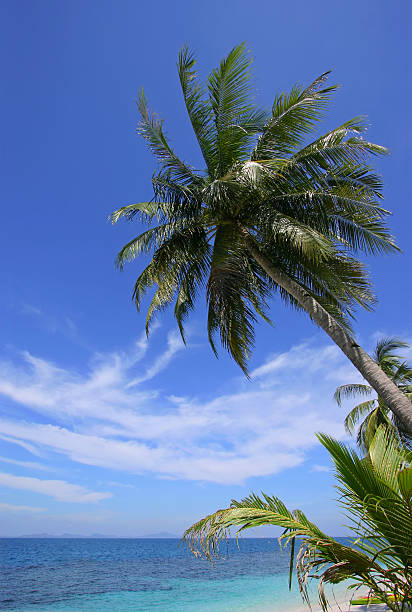 Tropical Paradise Palm trees by the beach on a beautiful sunny day rawa island stock pictures, royalty-free photos & images