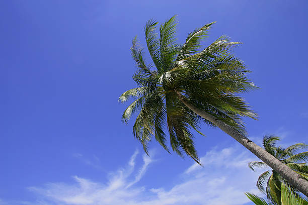 Tropical Palm Trees Palm trees against a bright blue sky with copy space rawa island stock pictures, royalty-free photos & images