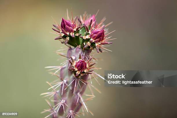 Чолья Цветок Кактуса Почкастадия Развития Растения — стоковые фотографии и другие картинки Cholla Cactus